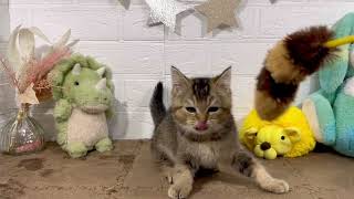 ブリティッシュショートヘアの動画01