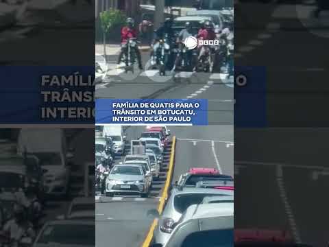 Família de Quatis para o trânsito em Botucatu, interior de São Paulo. 📲 #RecordNews #shorts