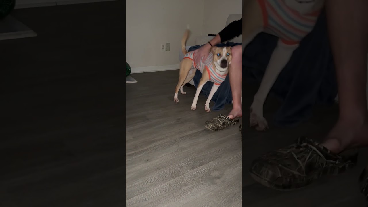 Enlarge Maggie May, a Adoptable mixed breed in Gillsville, GA video 6/6