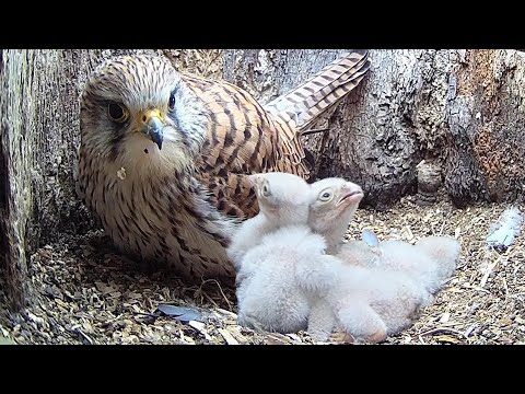 Five Kestrel Chicks Hatch Over Four Days | Apollo & Athena | Robert E Fuller