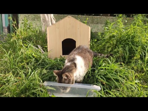 I Visit The Blind Stray Cat Every Day To Feed Him.