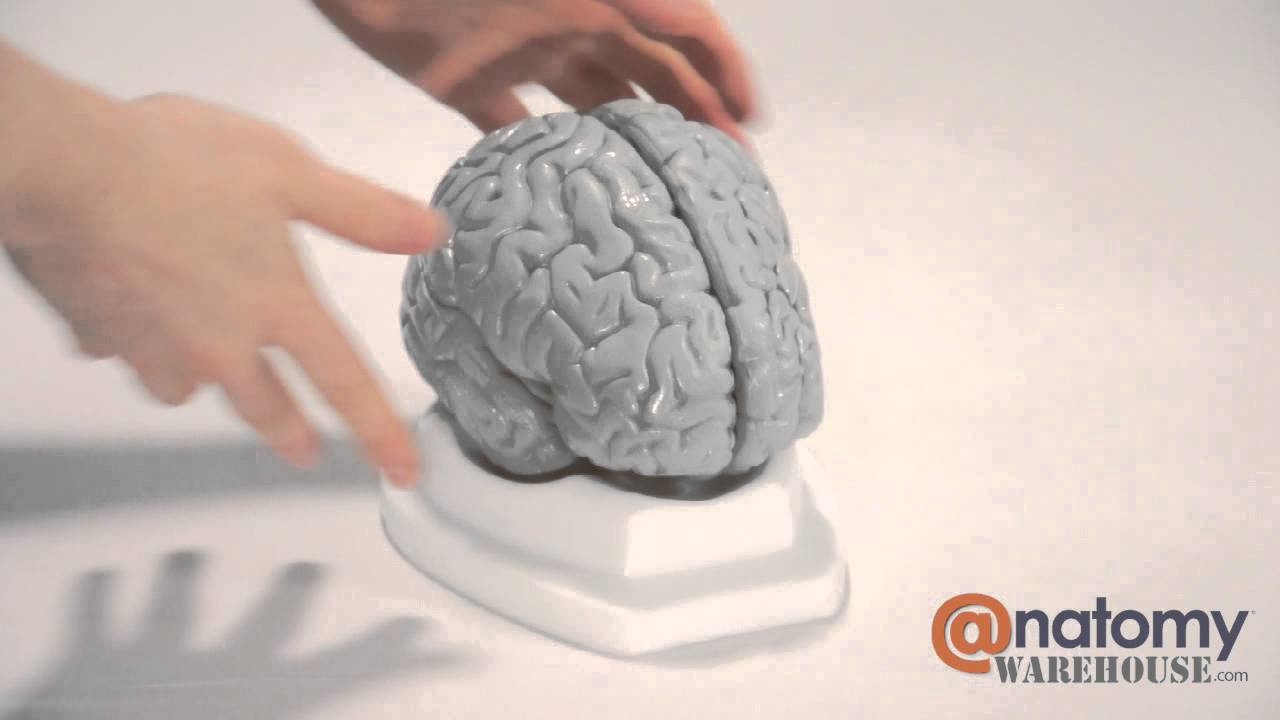 Budget Brain Anatomy Model by AnatomyWarehouse.com