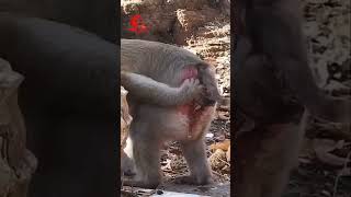 Download lagu Proses Ibu Monyet Melahirkan Bayi Monyet #monyet mp3