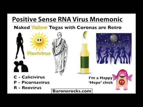 Positive Sense RNA Virus Mnemonic