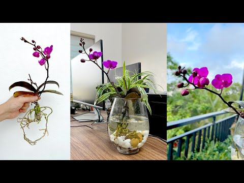 , title : 'Strange idea Growing Orchids in water, improving indoor living space'
