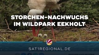 Nachwuchs bei den Störchen im Wildpark Eekholt