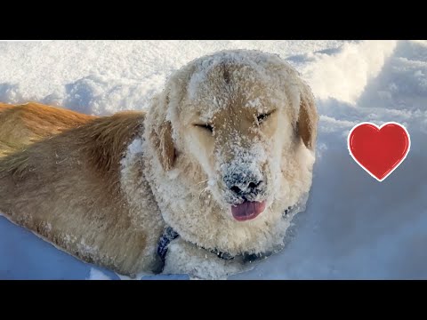 Funny and Cute Dogs in Snow Compilation 2022 || PETASTIC 🐾