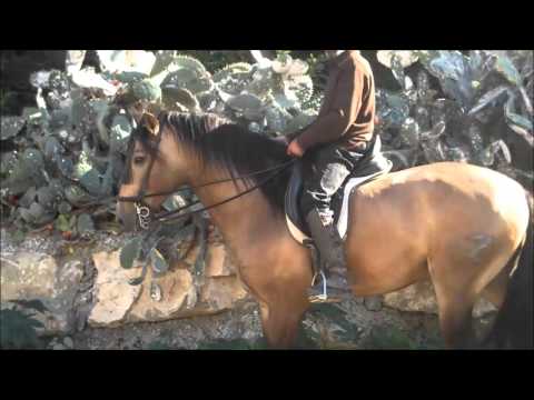 Buckskin young PRE backed going well for sale (ROYALTY)