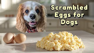 Healthy Dog Food Topper Recipe 🥚Scrambled Egg with Veggies & Mushrooms 🐶 Fresh Feeding for Dogs