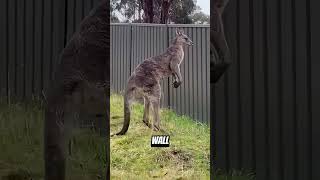 These Animal Moments Will Leave You Speechless