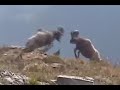 Bighorn Sheep - Rams Butting Heads 