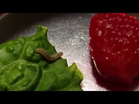 4K Caterpillar Eating a Leaf Samsung Galaxy Note 9 Camera Test