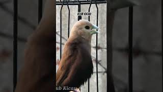 Download lagu suara burung Pipit emprit peking Bondol kaji gacor isian kenari - short 302 mp3