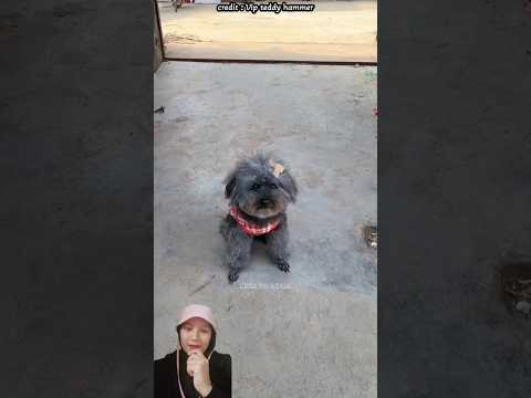 hammer anak yang baik bu #shorts #dogs