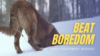 Pandemic Winter Enrichment for Your Dog