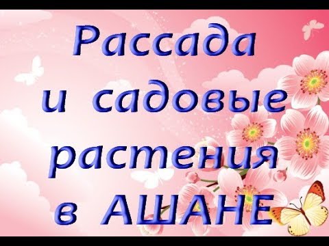 Ашан:РАССАДА и САДОВЫЕ РАСТЕНИЯ (ТЦ"Мега",Самара,12.05.2019)