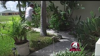 cape coral woman says cat taken by coyote