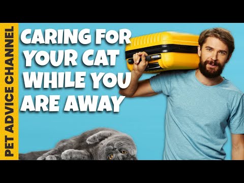 Leaving your cat alone while on vacation - tips to follow