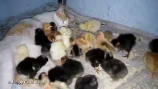 preview picture of video 'O pisica a adoptat 25 de pui de gaina  - A cat adopted 25 chickens'