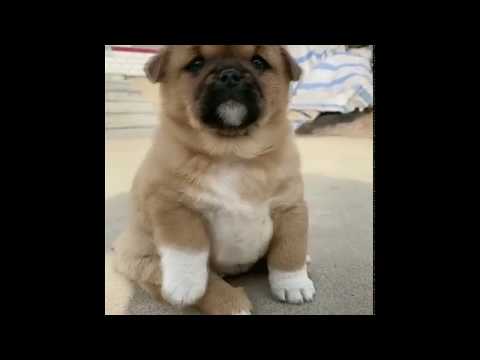 Little Pet Dog | Try Not To Laugh Watching Funny Animal Fails Compilation