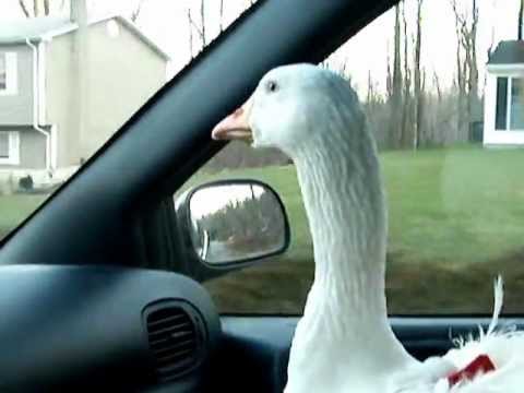 PET GOOSE OLIVER DIAPERED SEBASTOPOL GOOSE RIDING SHOTGUN IN PASSENGER SEAT OF CAR