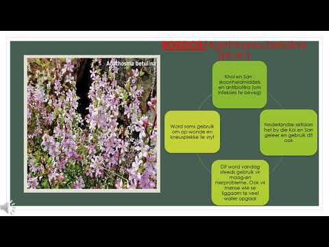 LO GRAAD 8: 27 Mei 2020 - periode 8 (27088)