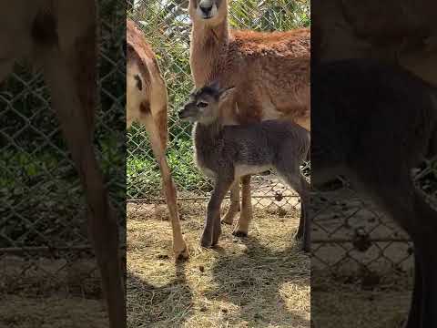 ムフロンについて詳しく解説
