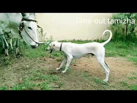 Vedhuran | kaalai vs dog | Tamil |