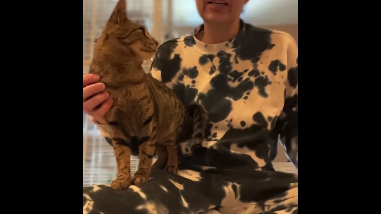 Meadow, a Adoptable mixed breed in New York, NY video 6/6