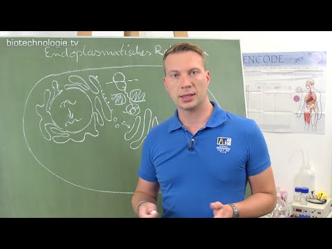 Kreidezeit 125: Endoplasmatisches Retikulum