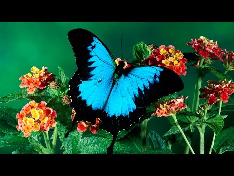 Tony Loreto ft.Troy Denari - Lady In Red (Original Mix)