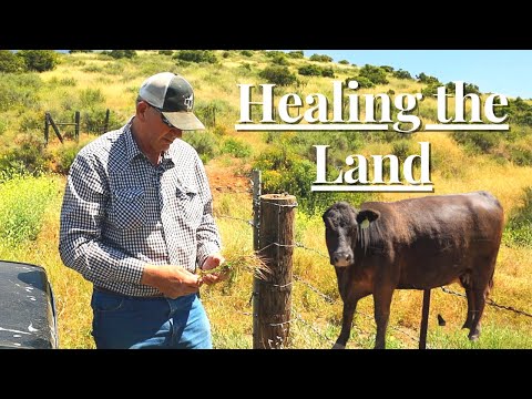 , title : 'Raising Grass Fed Beef in a Desert | Regenerative Farming'