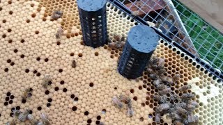 Plastic foundation queen cell cages for  Hopkins method