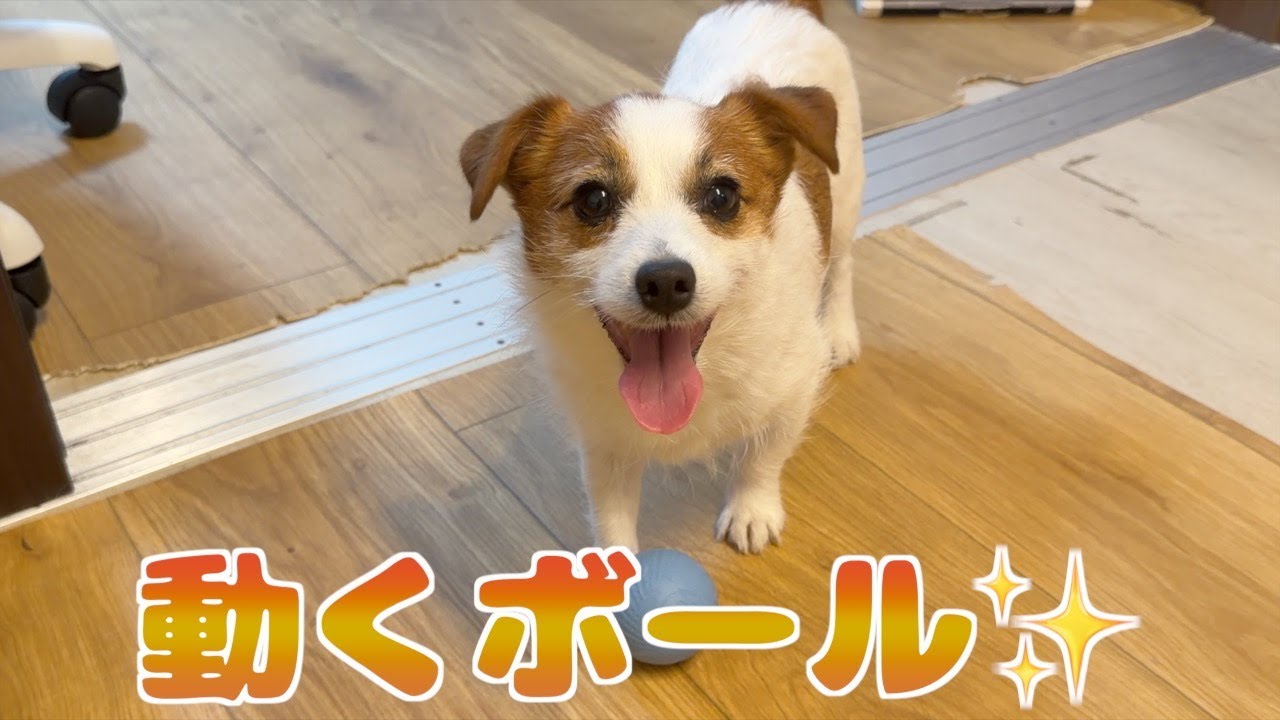 動くボールに珍しくどハマりした兄犬と怯える弟犬/ジャックラッセルテリア