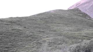 Grizzly Bear rolling down a hill at Denali National Park.