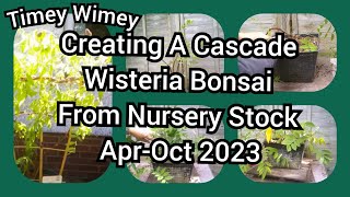 Creating A Cascade Wisteria Bonsai From Nursery Stock Timey Wimey Apr -Oct 2023