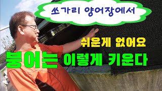 쏘가리 양어장에서 붕어는 이렇게 키웁니다.