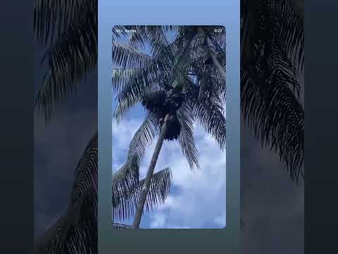 Açaí do Amazonas(Euterpe precatoria) do Sítio São José de Codajás!