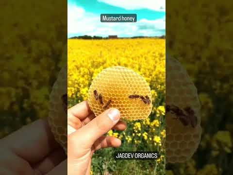 Raw Mustard Honey, Packaging Size: 500 g, Packaging Type: Glass Jars
