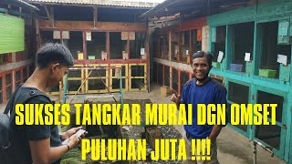 Download lagu CERITA SUKSES TANGKAR MURAI BATU // OMSET PULUHAN JUTA !!! mp3
