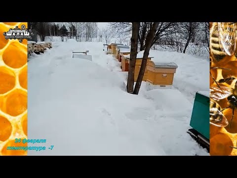 ЗИМОВКА ПЧЁЛ. ЗИМОВКА ПЧЕЛ ПОД ХОЛСТИКОМ НА СЕТЧАТОМ ДНЕ