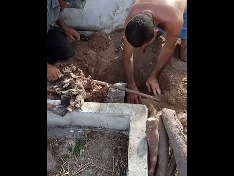 a maior mandioca do Ceará melhor dizendo de Potiretama ceará