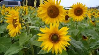 preview picture of video '真冬に向日葵が満開＠沖縄 -Sunflowers in winter,Okinawa-'
