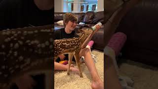 Mulher Bondosa Ajuda Pequeno Veado Fofo 🦌❤️