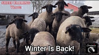 Sheep Farming: Avoiding The Cold!