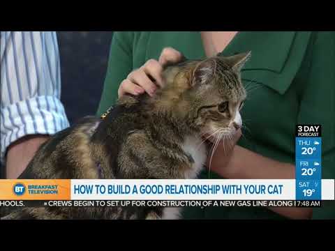 Building A Good Relationship With Your Cat