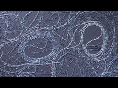 Filamentous Sulfur Bacteria Movement