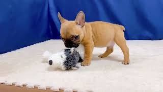 フレンチブルドッグの動画01