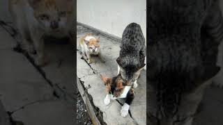Download lagu Kucing Berkembang Biak 😭😭 mp3