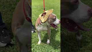 Video preview image #1 Mutt Puppy For Sale in Rowlett, TX, USA